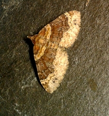 Xanthorhoe spadicearia