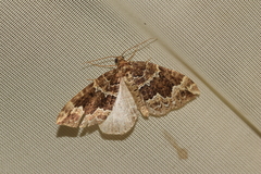 Lampropteryx suffumata