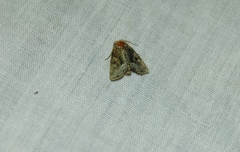 Oligia latruncula