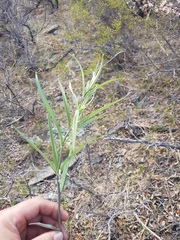 Polygonatum sibiricum