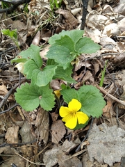 Viola uniflora