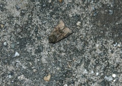 Oligia latruncula