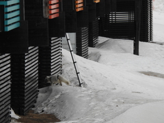 Vulpes lagopus lagopus