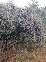 Cissus quadrangularis