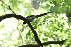 Urocissa erythroryncha