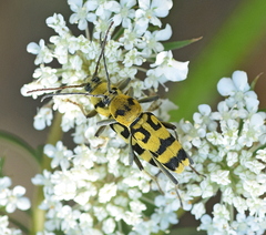 Chlorophorus varius
