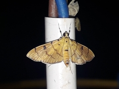 Lygropia cernalis