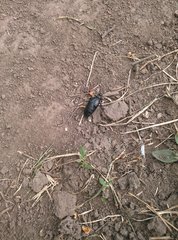 Meloe brevicollis