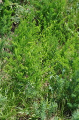 Asparagus tenuifolius