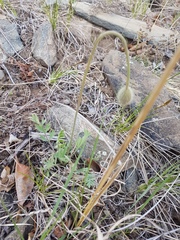 Papaver rubro-aurantiacum