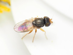 Oscinimorpha