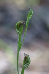 Pterostylis clivosa