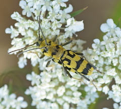 Chlorophorus varius