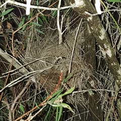 Stizoptera bichenovii