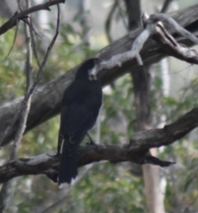 Strepera versicolor melanoptera