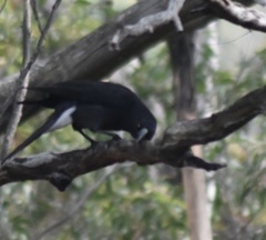 Strepera versicolor melanoptera