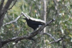 Strepera versicolor melanoptera