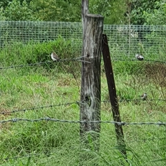 Stizoptera bichenovii