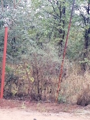 Vachellia xanthophloea