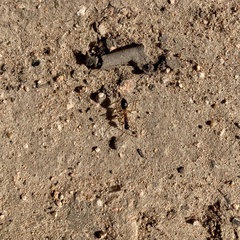 Camponotus consobrinus