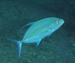 Ferdauia orthogrammus