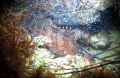 Epinephelus rivulatus