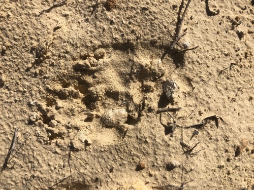 Common wombat