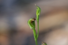 Pterostylis clivosa