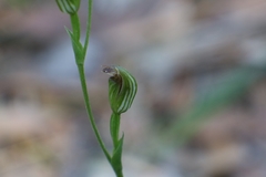 Pterostylis clivosa