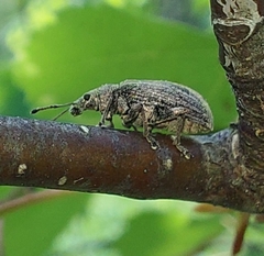 Phyllobius pyri