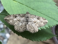 Peribatodes rhomboidaria