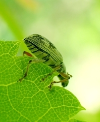 Polydrusus tereticollis