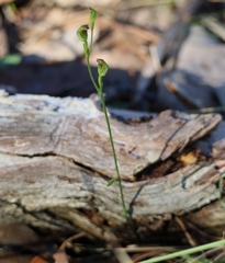 Pterostylis clivosa
