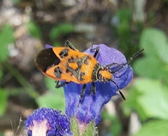 Corizus hyoscyami