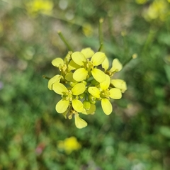 Diplotaxis ilorcitana