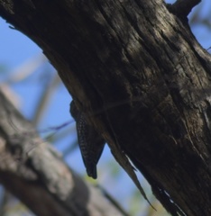Cormobates leucophaea