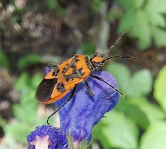 Corizus hyoscyami