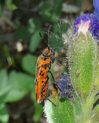 Corizus hyoscyami