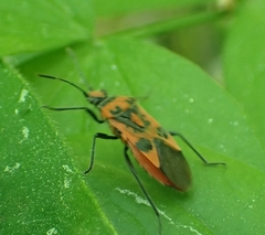 Corizus hyoscyami