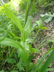 Polygonatum humile