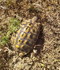 Testudo hermanni hermanni
