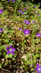 Campanula ramosissima