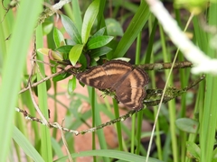 Junonia iphita