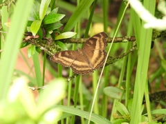 Junonia iphita