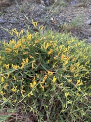 Anthyllis hermanniae corsica