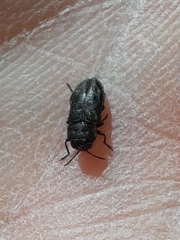 Buprestinae