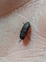 Buprestinae