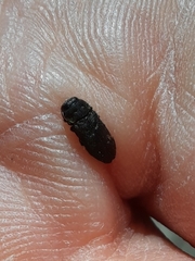 Buprestinae