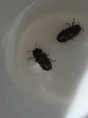 Buprestinae