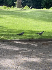 Columba palumbus